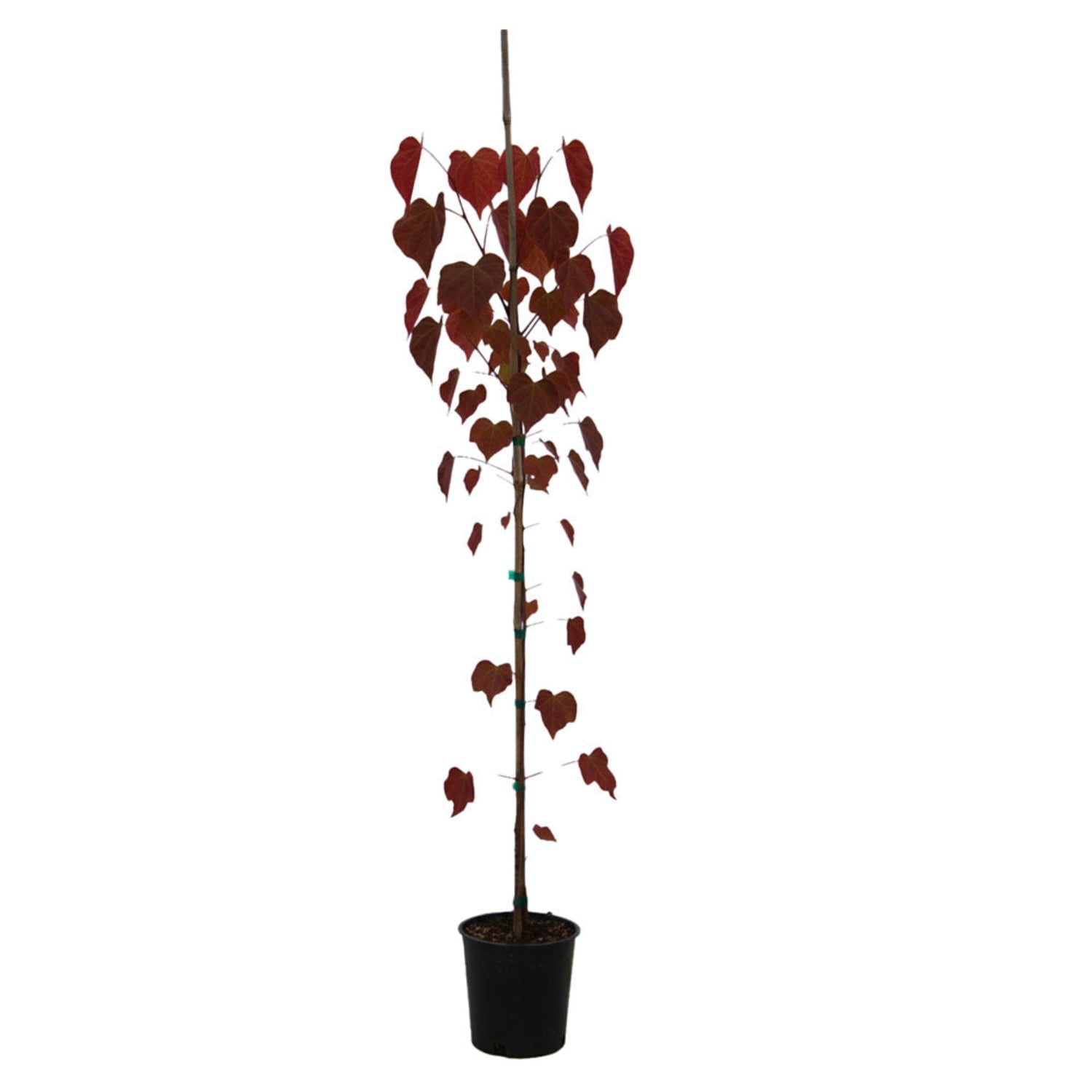 Expert Gardener 1-2' Redbud Hearts A’Fire® in 1 gal. Grower Pot