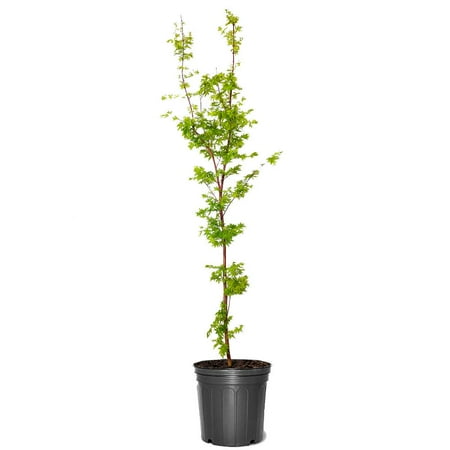 Expert Gardener 1- 1.5 ft tall Sango Kaku Japanese Maple Live Tree in 1-Gallon Grower Pot