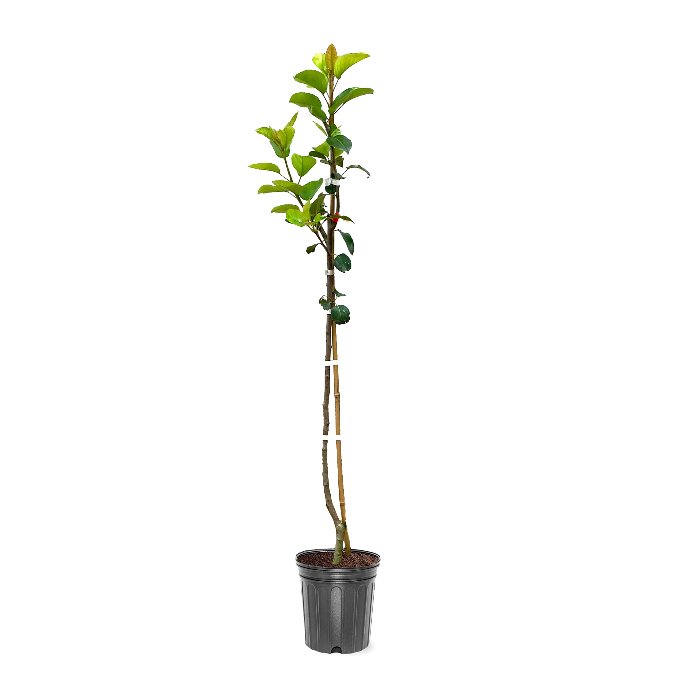 Expert Gardener 1- 1.5 ft  Shinsike Asian Pear Live Tree in 1-Gallon Grower Pot