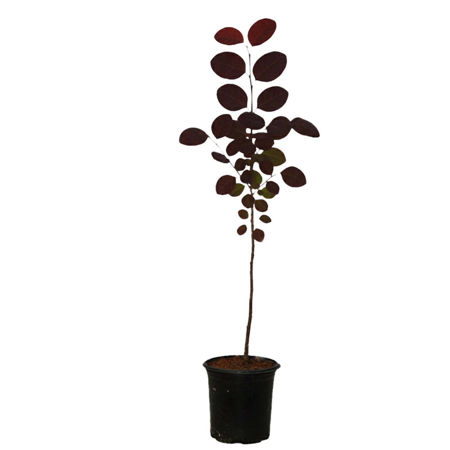 Expert Gardener 1-2' Smoketree Purple in 1 gal. Grower Pot