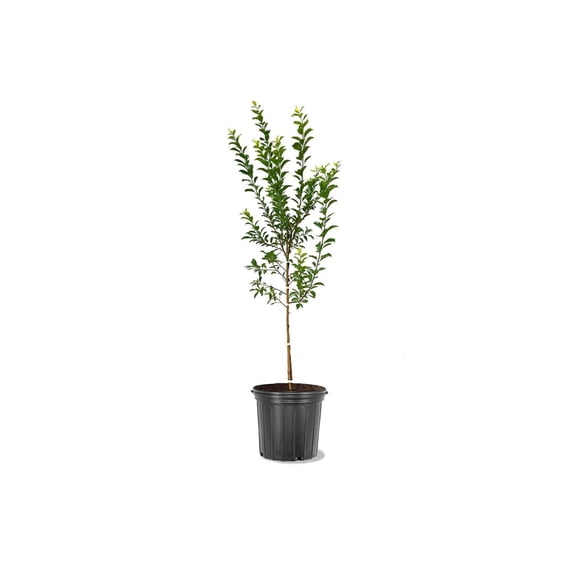 Expert Gardener 1-2 ft. tall Spring Satin Plum Live Tree in 1-Gallon Grower Pot