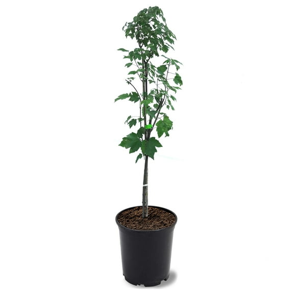 Expert Gardener 1- 1.5 ft tall Sun Valley Maple Live Tree in 1-Gallon Grower Pot