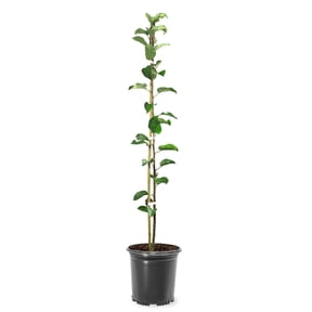 Expert Gardener 1.5- 2 ft tall Winesap Apple Live Tree in 1-Gallon Grower Pot