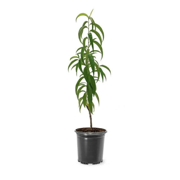 Expert Gardener 1-2 ft. Tall Cresthaven Peach Live Tree in 1- Gallon Grower Pot