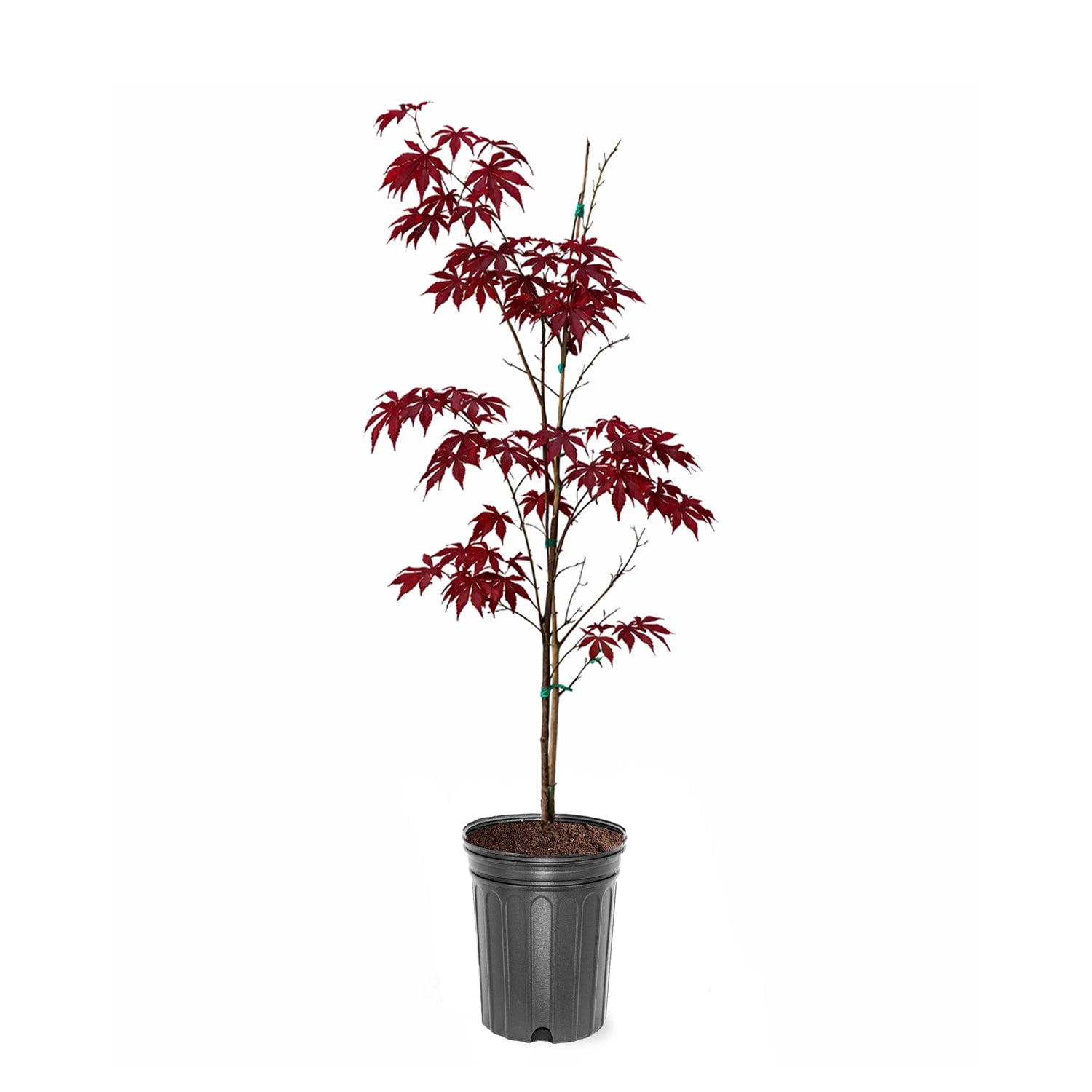 Expert Gardener 1-2 ft. tall 5-1 Tamukeyama Japanese Maple Live Tree