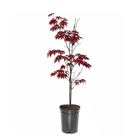 Expert Gardener 1-2 ft. tall 5-1 Tamukeyama Japanese Maple Live Tree