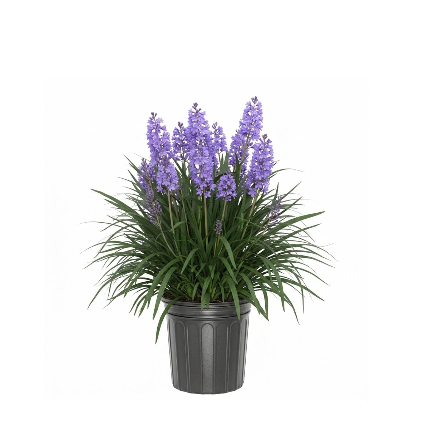 Expert Gardener 1-2 ft tall Big Blue Liriope in 3 gal. Grower Pot