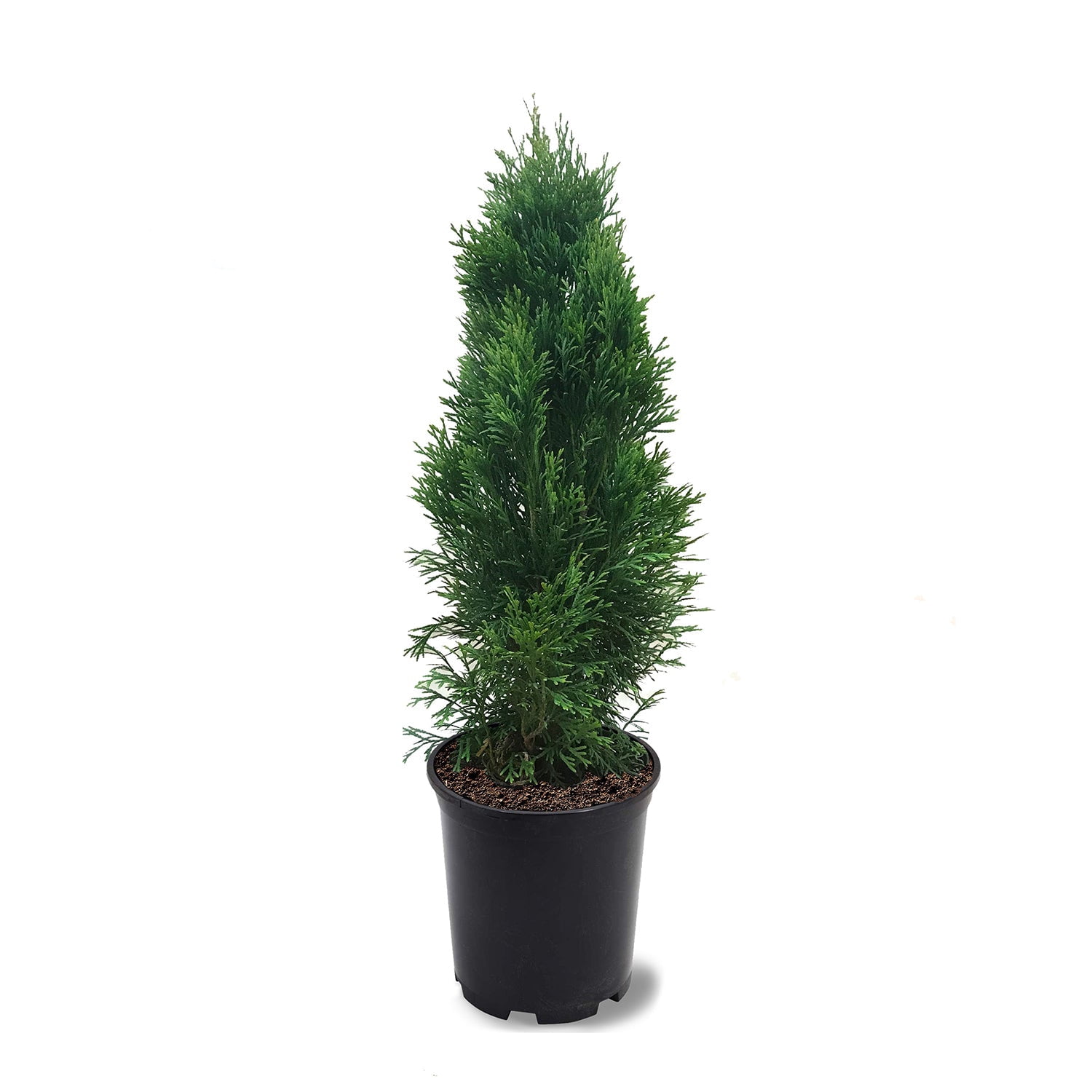 Expert Gardener 1-2 ft tall Emerald Green Thuja Live Tree in 1-Gallon Grower Pot