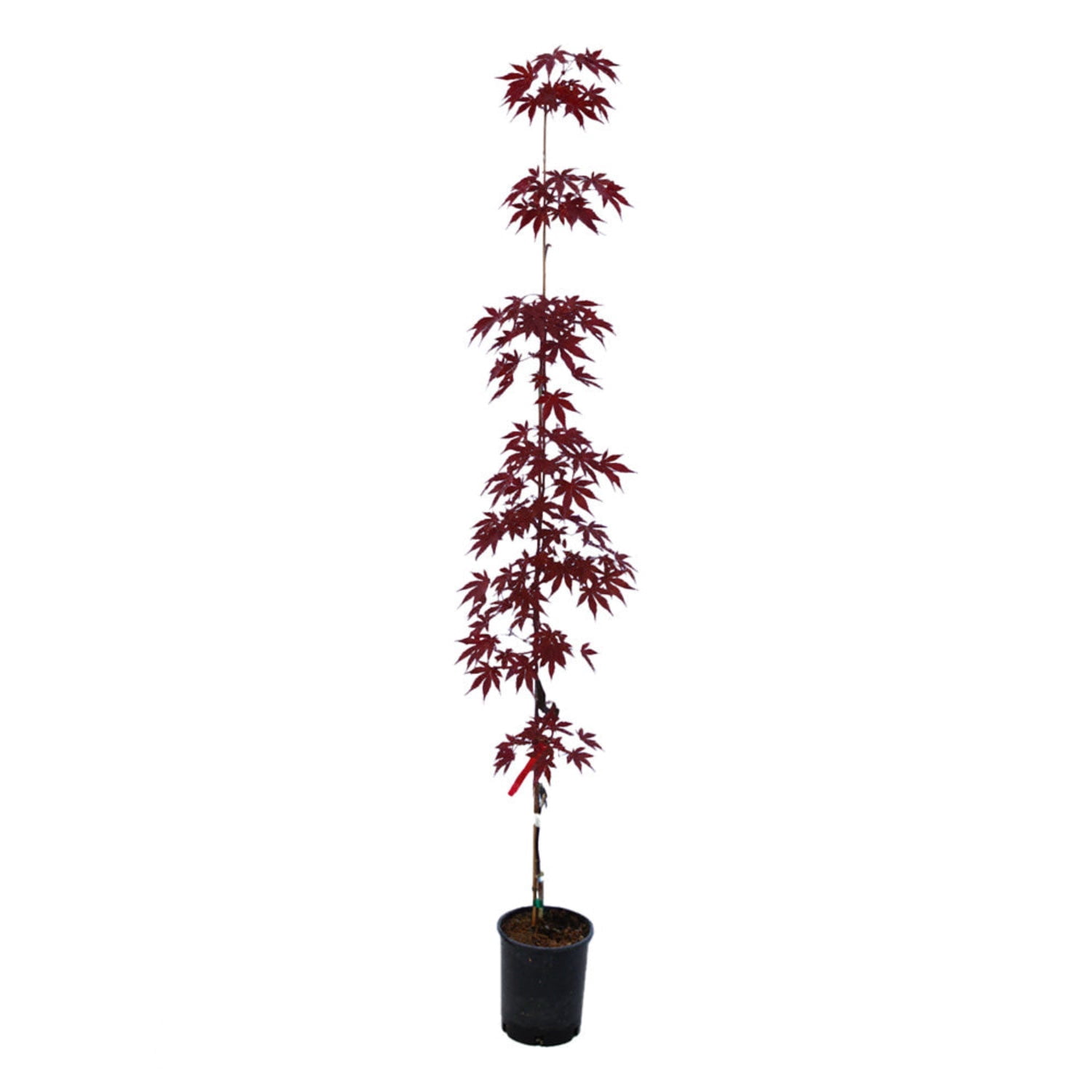 Expert Gardener 1-2 ft tall Emperor I Japanese Maple Live Tree in 1-Gallon Grower Pot