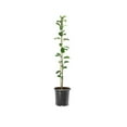 thumbnail image 1 of Expert Gardener 1-2 ft. tall Jona Gold Apple Live Tree in 1- Gallon Grower Pot, 1 of 6