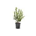 thumbnail image 1 of Expert Gardener 1-2 ft. Tall Legacy Blueberry Live Tree in 1- Gallon Grower Pot, 1 of 6