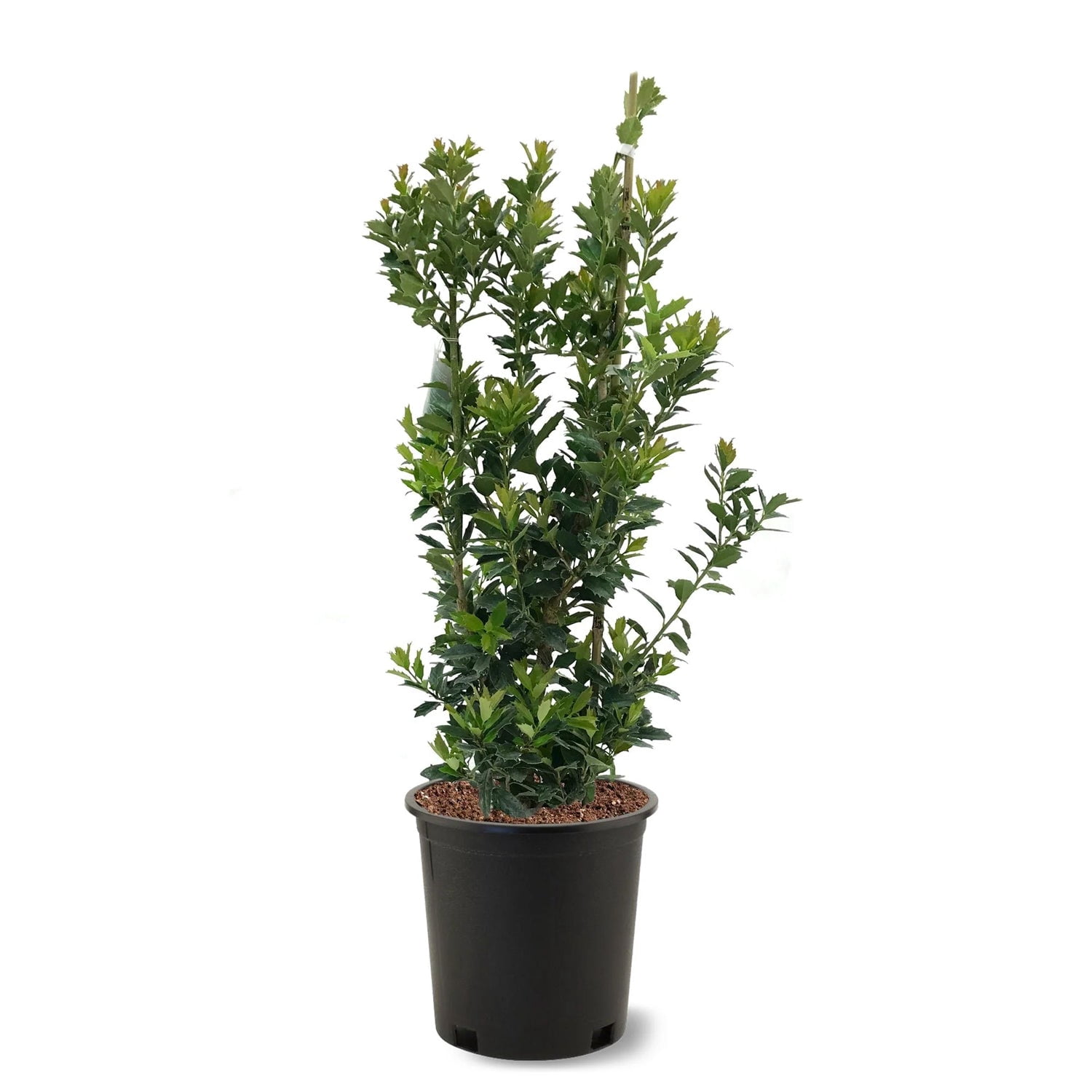 Expert Gardener 1-2 ft. tall Oakleaf Holly Live Tree
