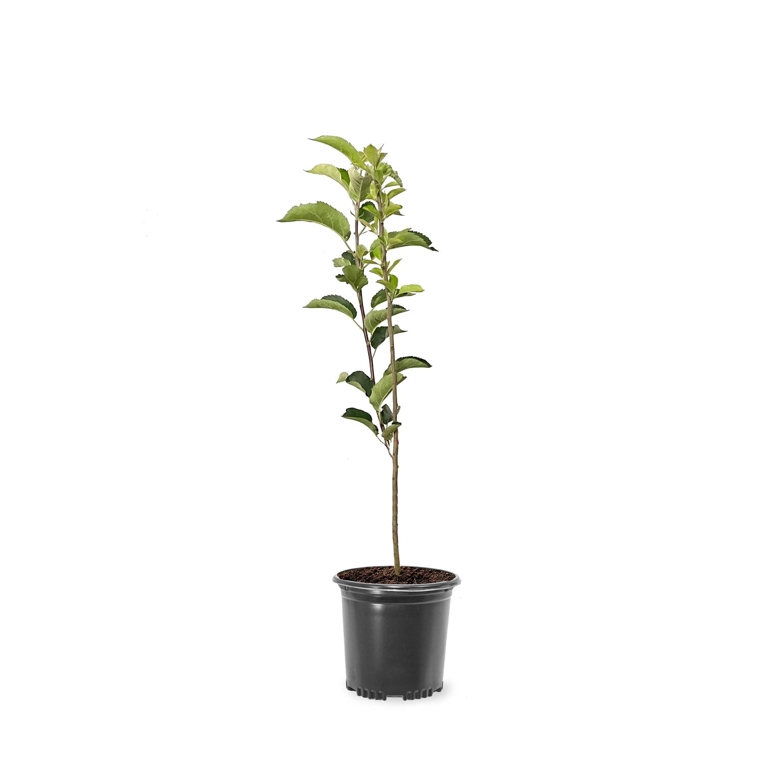 Expert Gardener 1-2 ft. tall Prairiefire Crabapple Live Tree