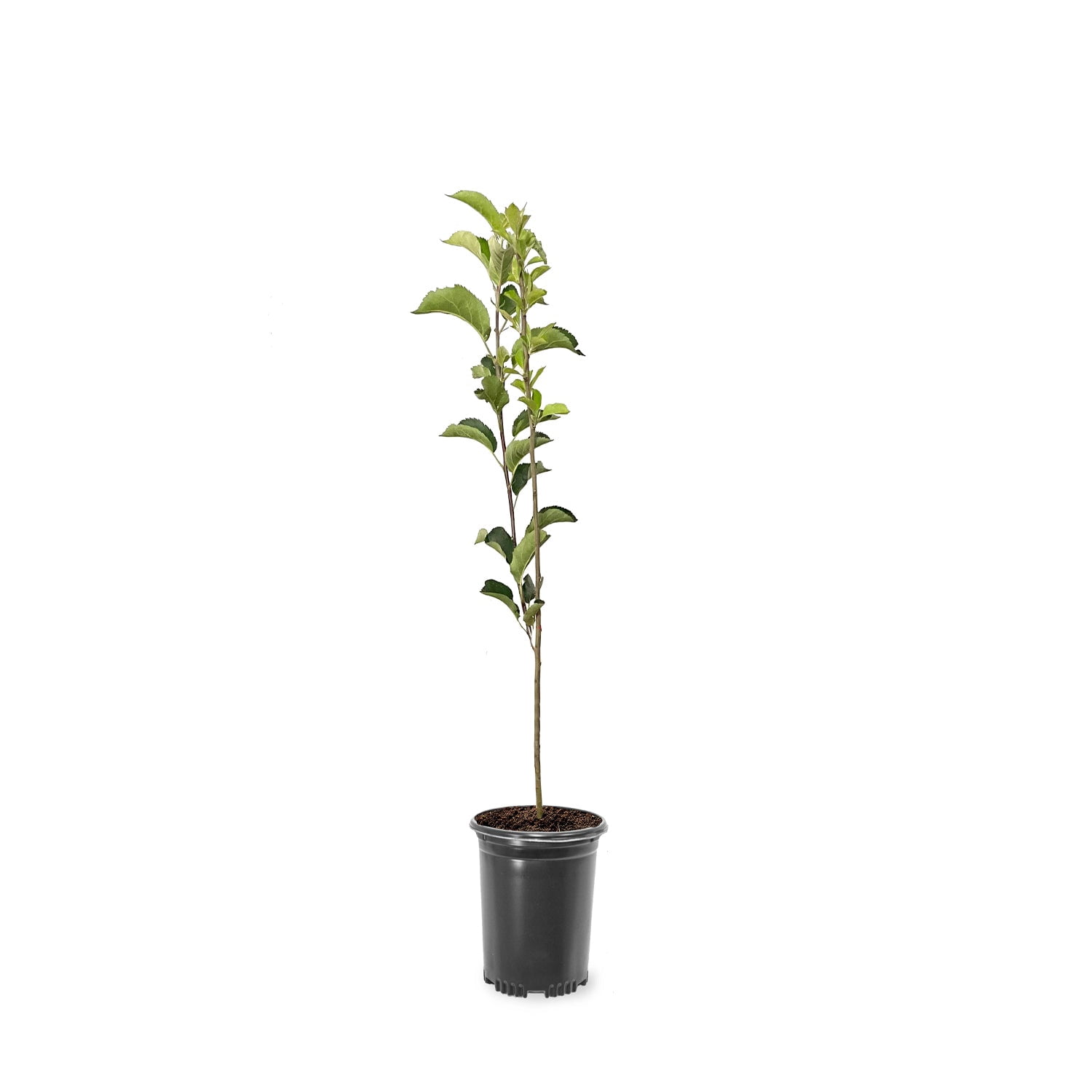 Expert Gardener 1-2 ft tall Profusion Crabapplee Live Tree in 1-Gallon Grower Pot
