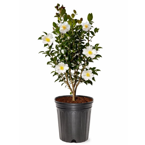 Expert Gardener 1-2 ft. tall Sasanqua 'Setsugekka' Camellia Tree in 3- Gallon Grower Pot