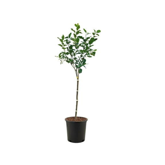 Expert Gardener 1-2 ft. Tall Tropic Sweet Apple Live Tree in 1- Gallon Grower Pot