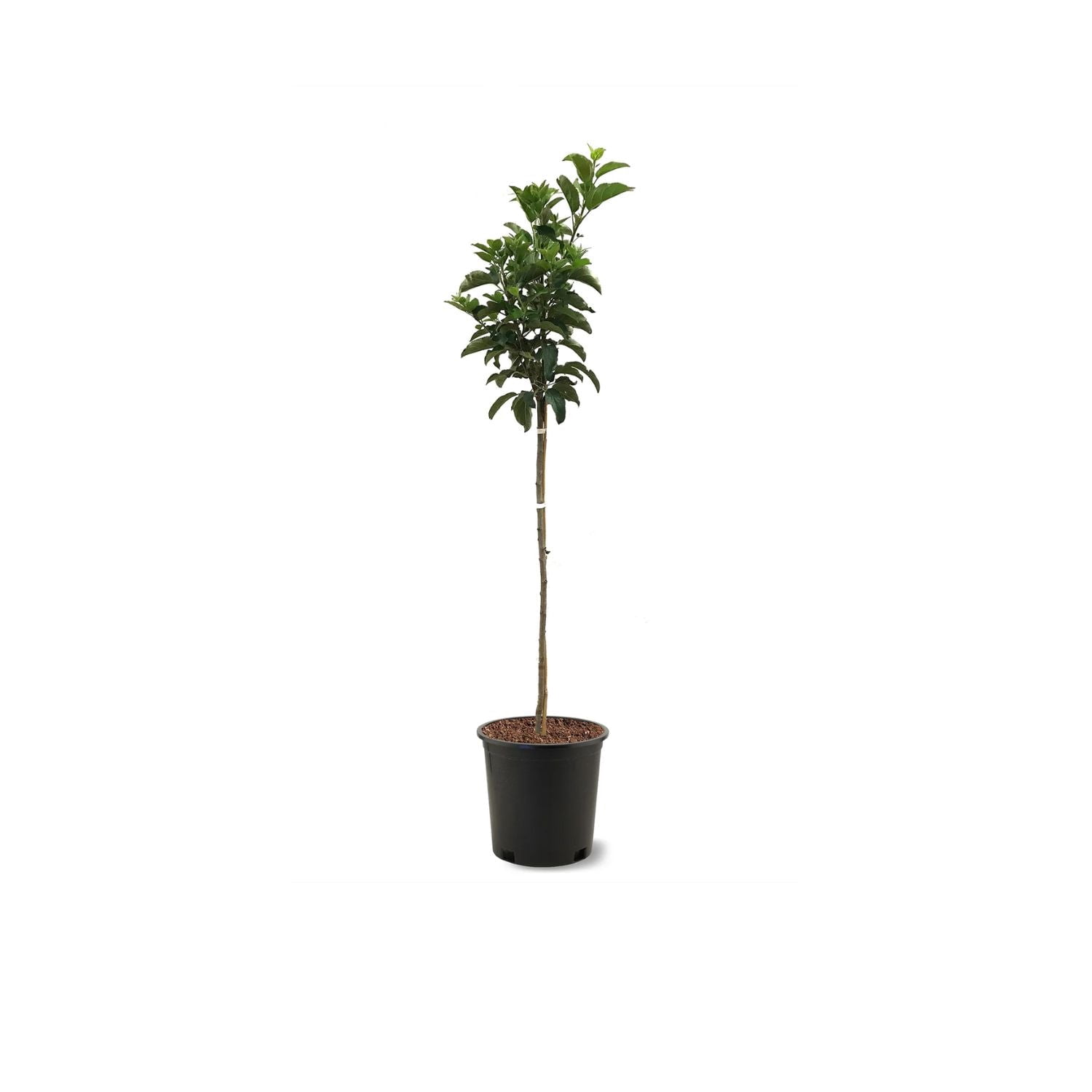 Expert Gardener 1-2 ft. Tall Yellow Delicious Apple Live Tree in 1- Gallon Grower Pot
