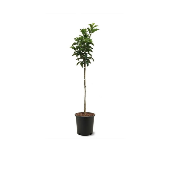Expert Gardener 1-2 ft. Tall Yellow Delicious Apple Live Tree in 1- Gallon Grower Pot