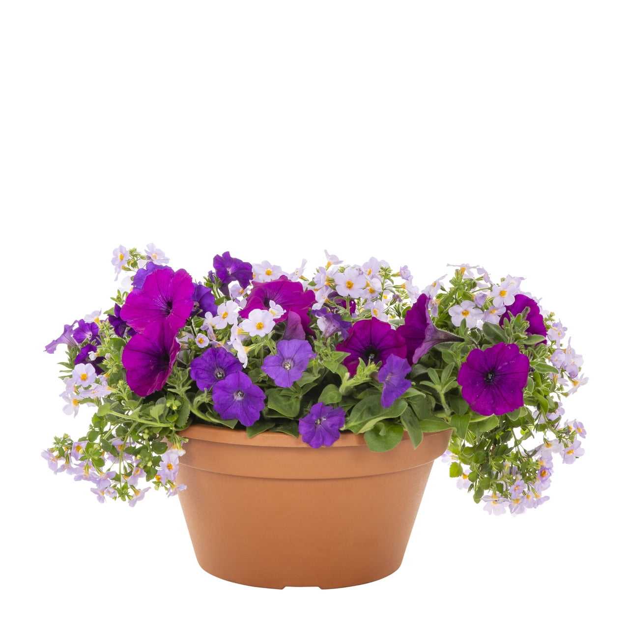 Expert Gardener 1.25gal Multicolor Petunia Bacopa Live Annual Plant Decorative Pot Sun