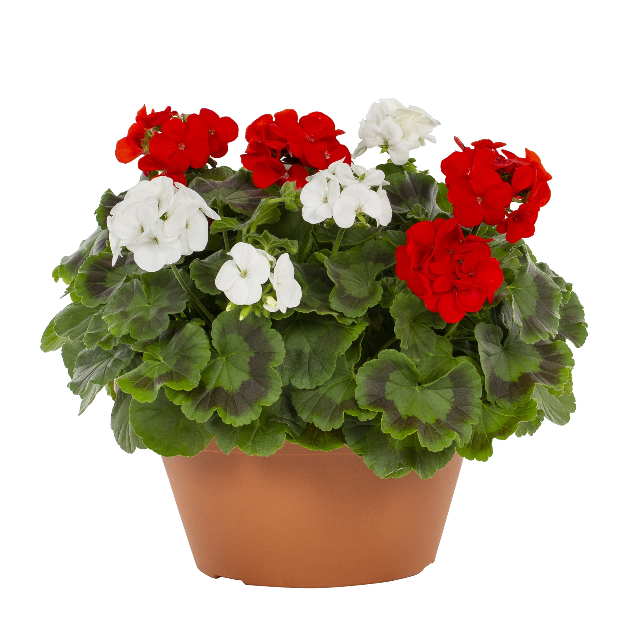 Expert Gardener 1.25gal Red White Geranium Live Annual Plant Decorative Bowl Sun