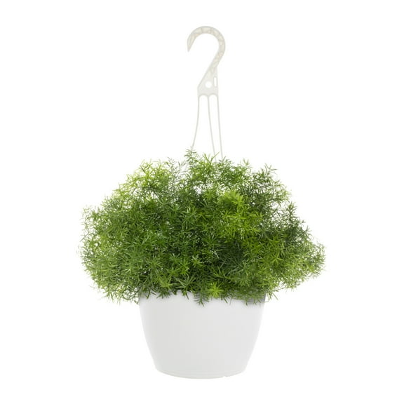 Expert Gardener 1.5gal Green Springerii Fern Live Annual Plant Hanging Basket Sun
