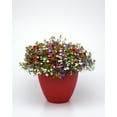 thumbnail image 1 of Expert Gardener - 1.5 Gallon Hanging Basket Calibrachoa Minifamous Annual Combo - Live Plants, 1 of 5