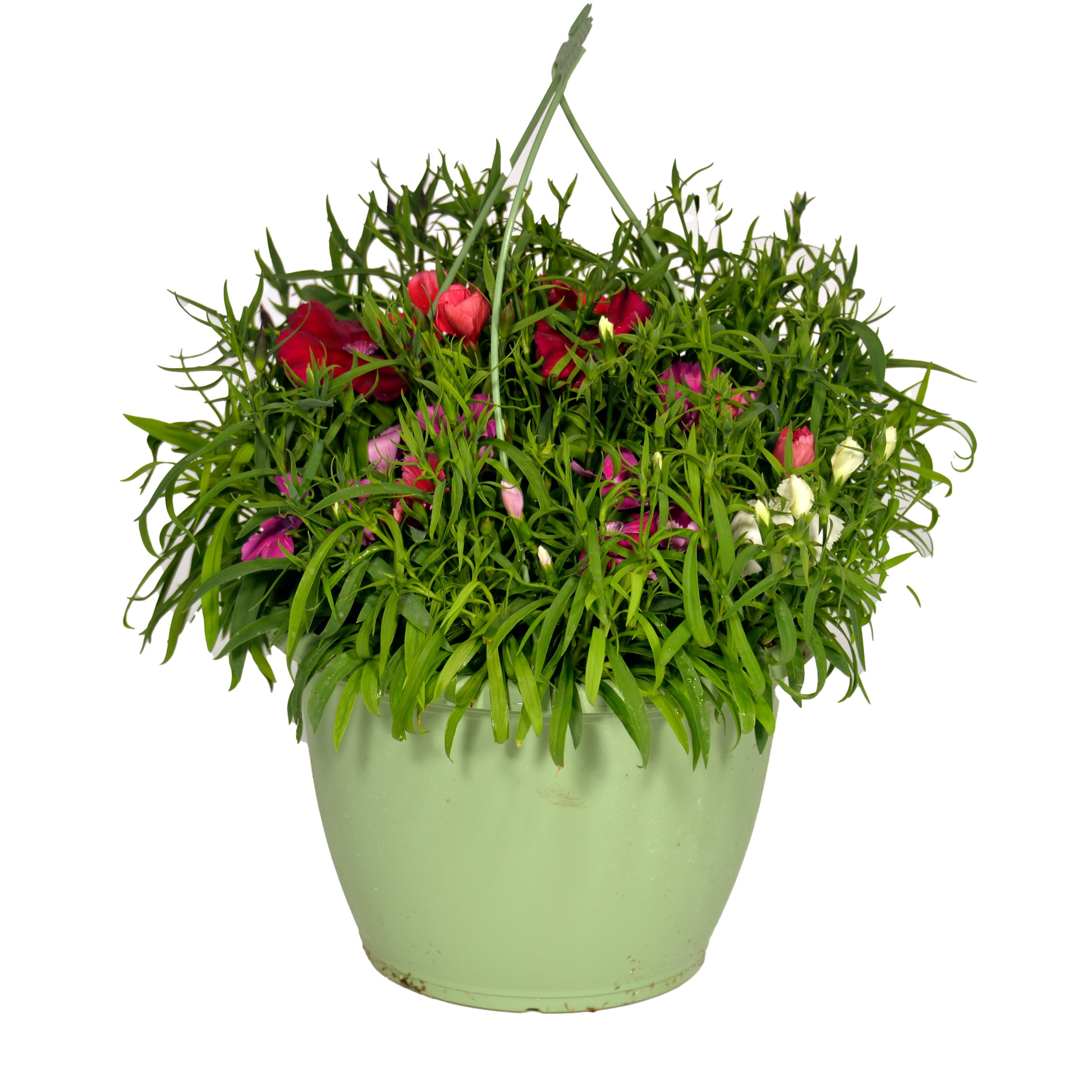 Expert Gardener 1.5 Gallon Hanging Basket Mix' Multicolor