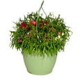 thumbnail image 1 of Expert Gardener 1.5 Gallon Hanging Basket Multicolor Dianthus Annual Live Plants Full Sun, 1 of 9
