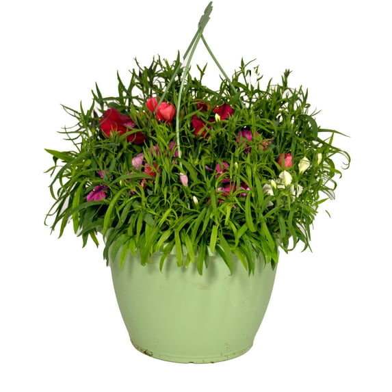 Expert Gardener 1.5 Gallon Hanging Basket Multicolor Dianthus Annual Live Plants Full Sun
