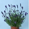 thumbnail image 1 of Expert Gardener 1.5 Gallon Purple Lavender Perennial Outdoor Live Plants Full Sun, 1 of 6