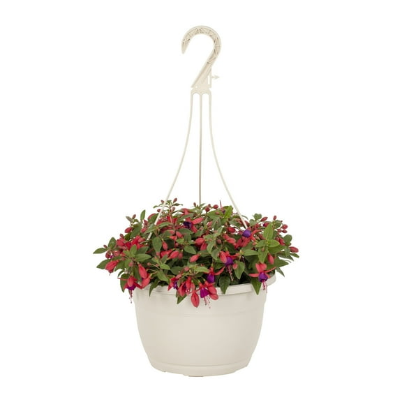 Expert Gardener 1.5gal Purple Red Fuchsia Live Annual Plant Hanging Basket Sun