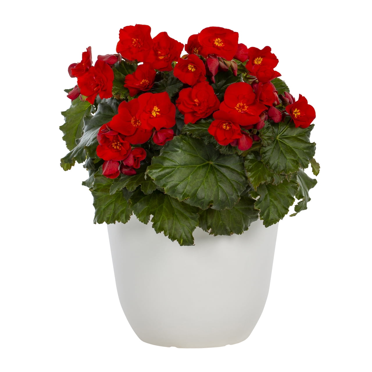 Expert Gardener 1.5gal Red Begonia Live Annual Plant Decorative Pot Sun