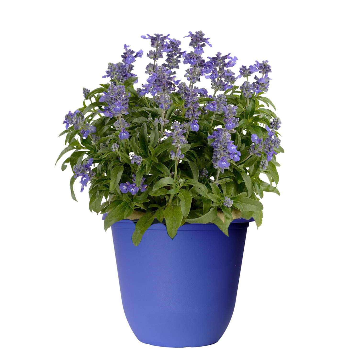 Expert Gardener 1.5 Gallon Salvia Blue Purple Full Sun Annual