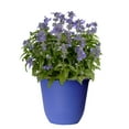 thumbnail image 1 of Expert Gardener 1.5 Gallon Salvia Blue Purple Full Sun Annual Outdoor Live Plants Full Sun, 1 of 8