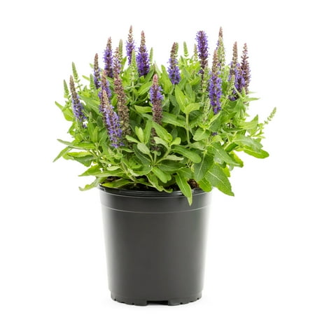 Expert Gardener 1.5 Gallon Salvia nemerosa 'May Night' Perennial Outdoor Live Plant