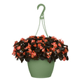thumbnail image 1 of Expert Gardener 1.5G Begonia Senator Iq Series Scarlet Hanging Basket Live Plant, 1 of 6