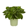 thumbnail image 1 of Expert Gardener 1.5G Blue Hosta Blue Mammoth Live Plant Grower Pot Shade, 1 of 4