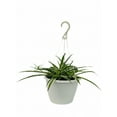 thumbnail image 1 of Expert Gardener 1.5G Chophytum Spider Plant Green White Live Plant Hanging Basket Full Sun Partial Shade, 1 of 7