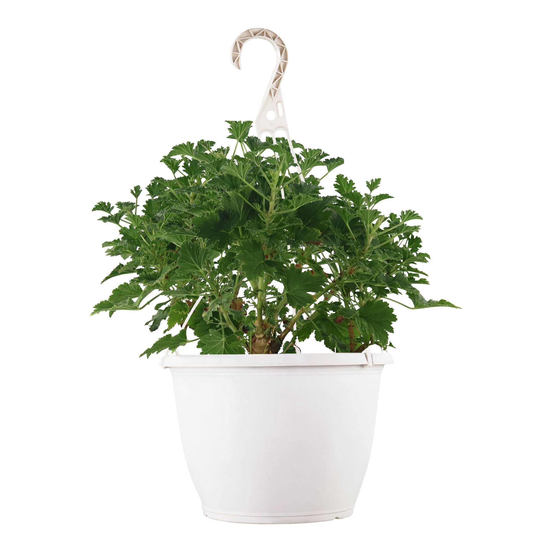 Mosquito Repellent Plants Indoor