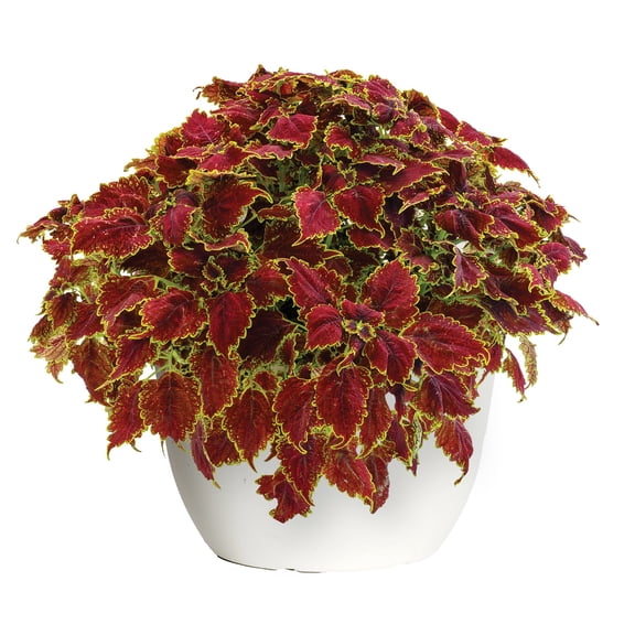 Expert Gardener 1.5G Coleus Live Plant Part Sun