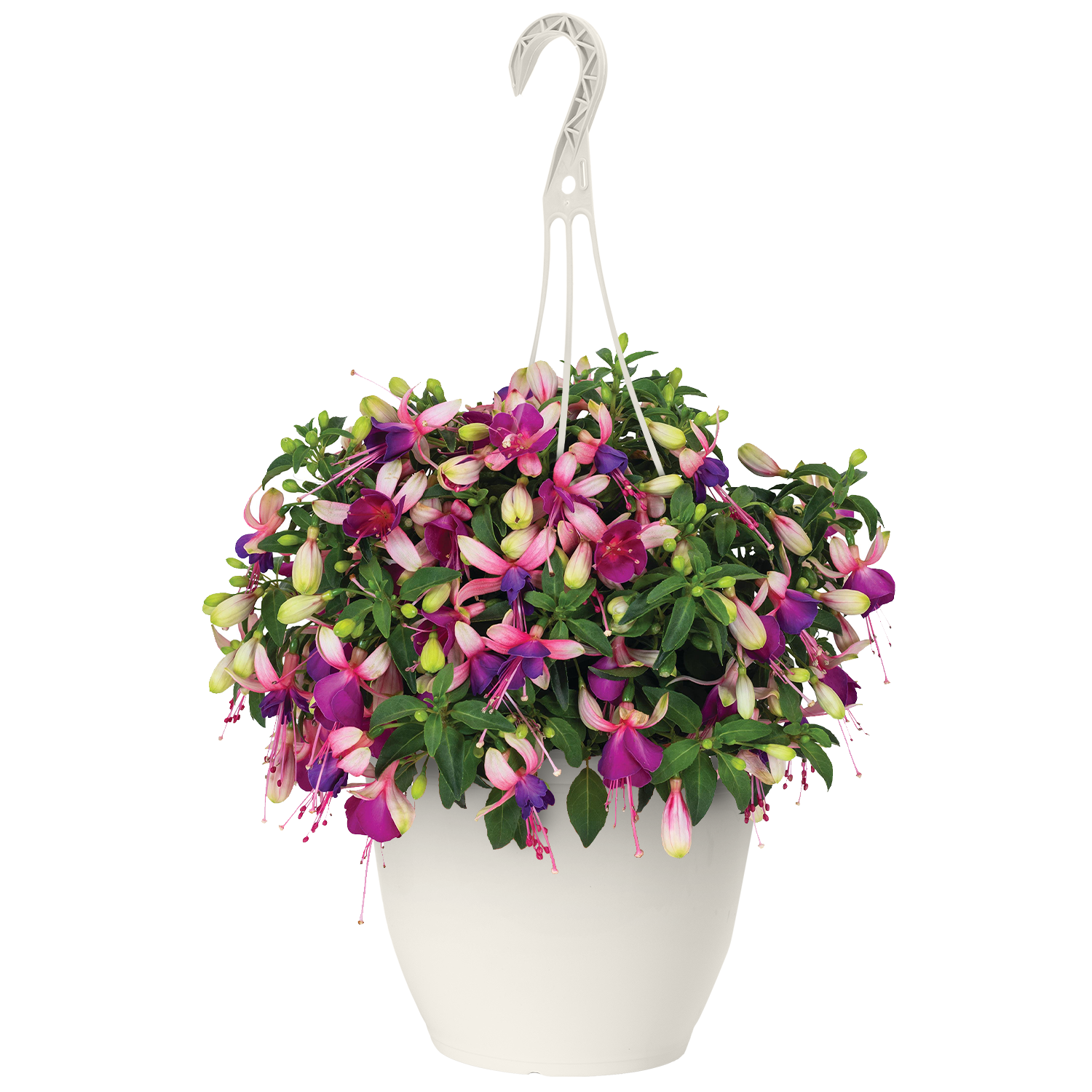 Expert Gardener 1.5G Fuschia Hanging Basket - Walmart.com
