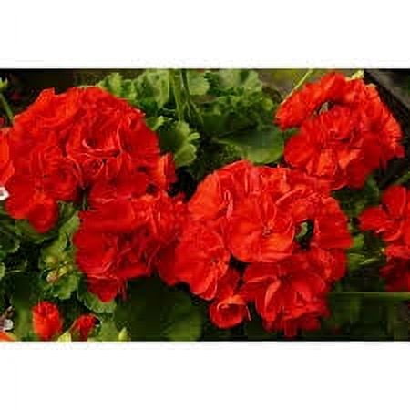 Expert Gardener 1.5G Geranium Full Sun Annual Flowering Hanging Plant