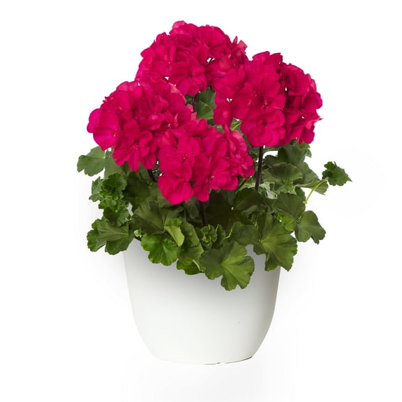 Expert Gardener 1.5G Geranium Live Plant Sun