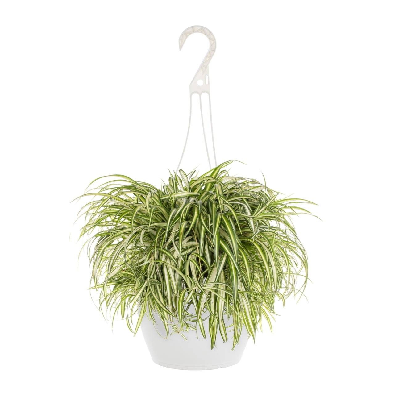 Expert Gardener 1.5gal Green Spider Plant Foliage Live Annual Plant Hanging Basket Sun