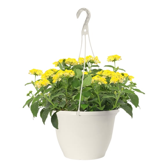 Expert Gardener 1.5G Lantana Live Plant Sun