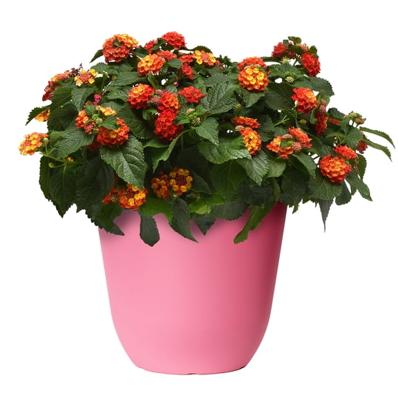 Expert Gardener 1.5G Lantana Live Plant Sun