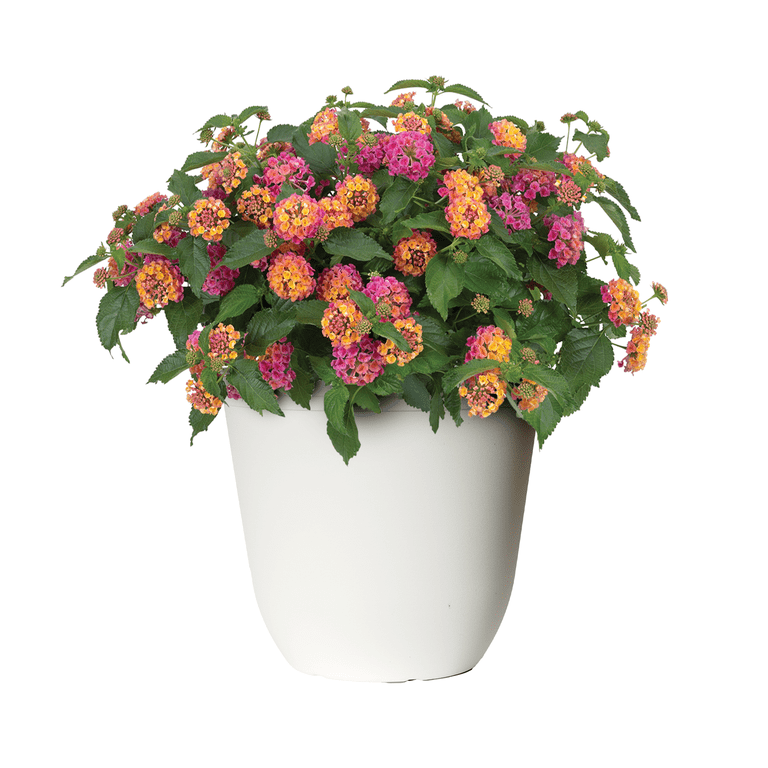 Expert Gardener 1.5G Lantana Gray Planter Bandana Cherry Sunrise