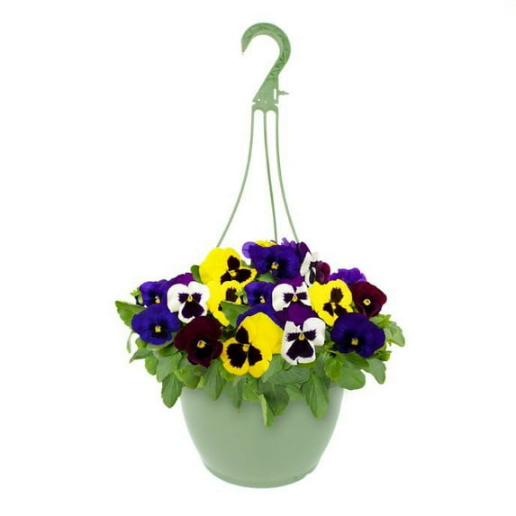 Expert Gardener 1.5G Multi-colored Pansy Hanging Basket Live Plant Sun