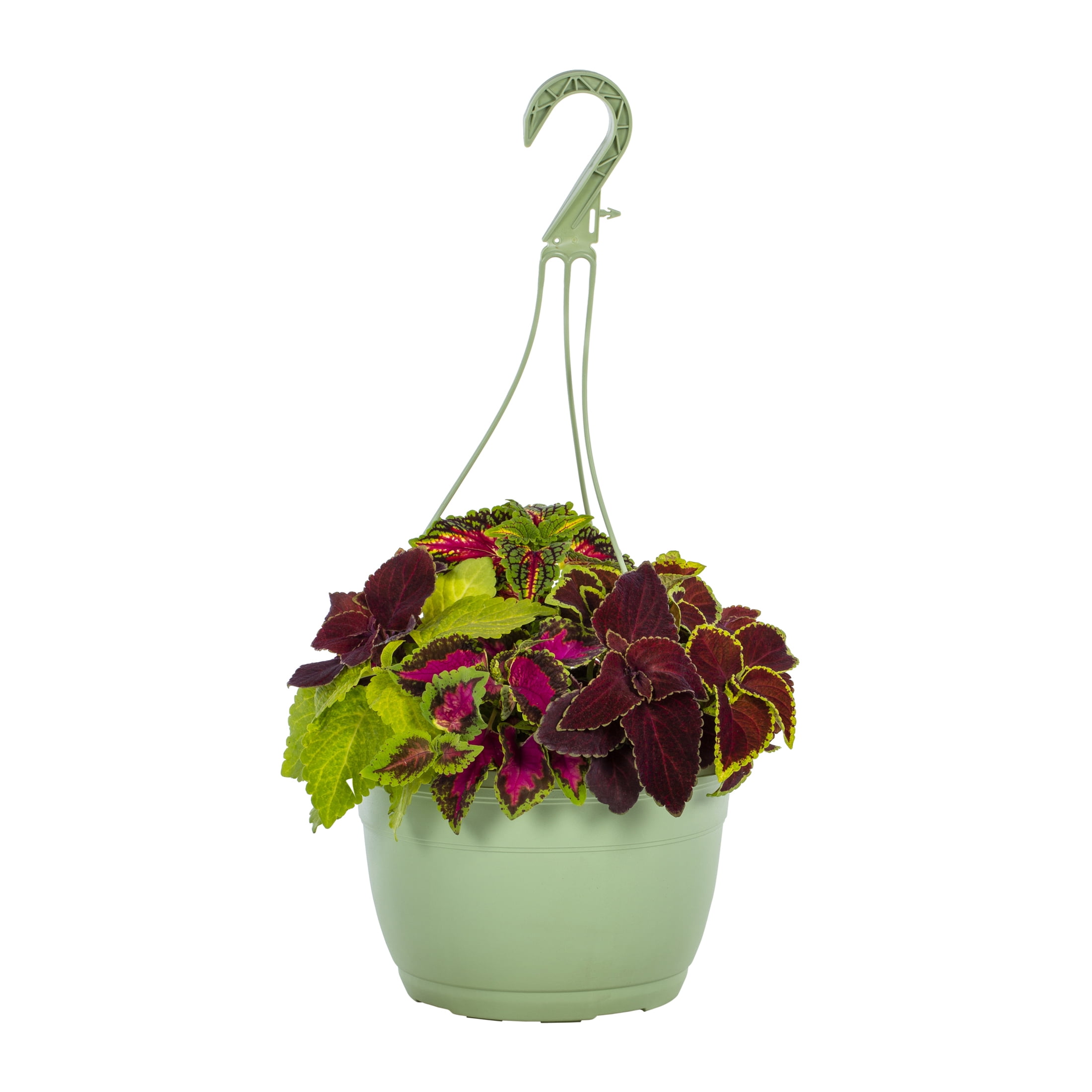 Expert Gardener 1.5gal Multicolor Coleus Live Annual Plant Hanging Basket Shade