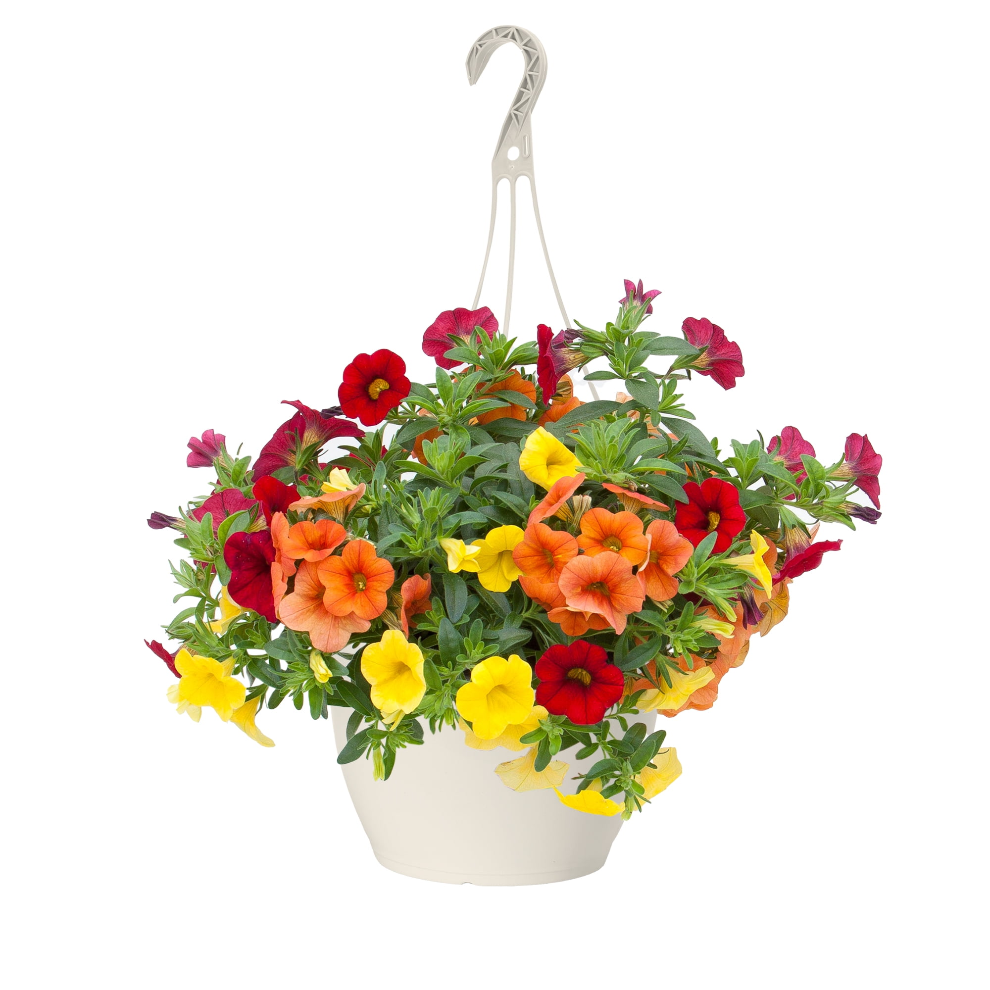 Hanging Plant